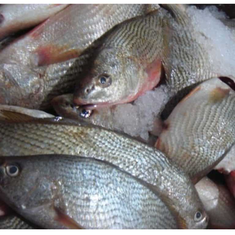 Croaker Frozen Fish Carton ~20 KG - GoMarket